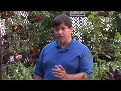 Growing Plum Trees : How to Grow a Plum Tree From Pit