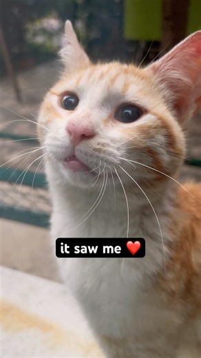 This cat saw me through the window and tried to reach me 😍
