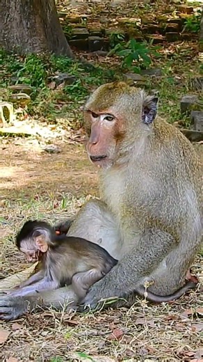 Baby monkey enjoying freedom playing #short #shorts #shortvideo #shortsfeed #babyanimal #animals