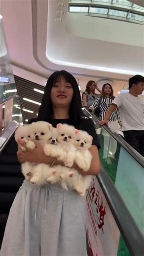Teacup dog attracted onlookers #Pomeranian Shunsuke