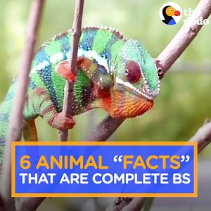868K views · 1.7K reactions | Everything I know is a lie!!!!  | The Dodo | Facebook