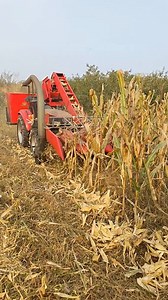 Turning hard work into harvest—one row at a time. 🌽🚜 #cornharvest #farmwork #machinery #farmlife #harvesttime | Agriculture Tips