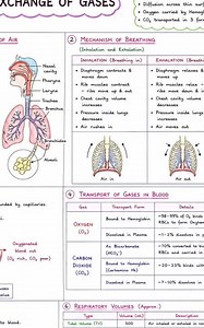 Breathing and Exchange of Gases Mind Map 📚 |Neet 2026 #biologynotes #neetaspirents #neet