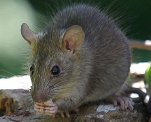 Introduced species - Alchetron, The Free Social Encyclopedia