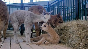 Two cheerful cute little alpacas playing together at agricultural animal exhibition, trade show. Farming, childhood, family, agriculture industry, livestock and animal husbandry concept