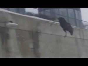 Top 5 Freakiest Suicidal Animals Caught On Camera