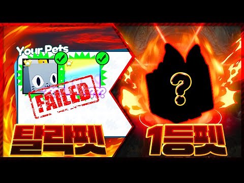 펫시뮬 '단 두마리'로 부자대결 했는데... 크라운 휴즈캣이 탈락했습니다... ㄷㄷ