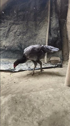 Java asil murga farming #java #asil #murgi# murga kharidne ke liye sampark Karen#7395085924