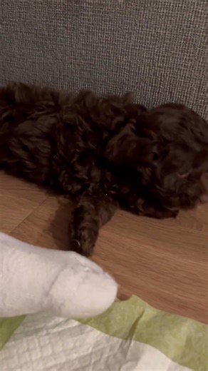 Baby mini 😍cockapoos #puppy #cockapoo #cockapoopuppy #cute #bestpuppy #pets #dogpuppy #cockapoodog