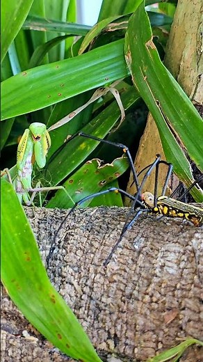 Kung Fu Mantis vs Spider Predators Clash: Praying Mantis vs Spider in the Wild #canvasoftheWild