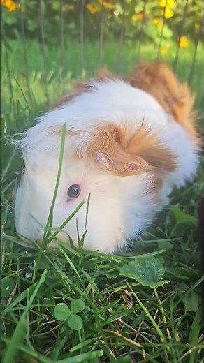 my guinea pigs are outside eating grass!! 💗🐹