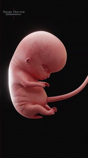 Fetal Development | The Creator's Miracle 🤰🏻💞👶🏻