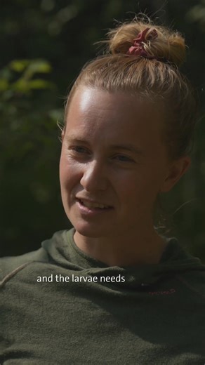 ♻️🌍 𝗪𝗼𝗿𝗹𝗱 𝗘𝗰𝗼𝗹𝗼𝗴𝘆 𝗗𝗮𝘆 reminds us that rewilding is about restoring connections 🌱 🦪 In the Nordic Taiga, the freshwater pearl mussel shows how healthy rivers depend on balance: mussels filter the water, trout host their larvae, and natural flows shape the gravel beds where young mussels can settle. By restoring river processes, the Rewilding Sweden team is helping create the conditions for these relationships to return. 💧 In this video, Emma Djurberg, Rewilding Officer, explain