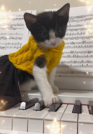 Kitten Modeling Session The kitten is so cute on TikTok #kitten #kittensoftiktok #catslovers #catmodel #cutekitten #kittentrend #fyp