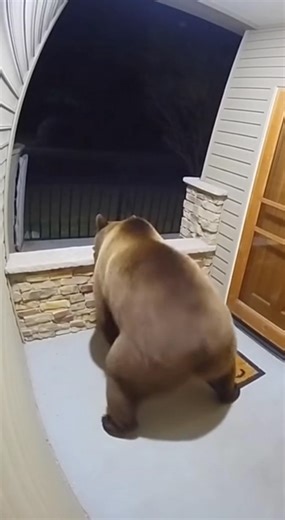 門口攝影機錄到神祕舞者：節拍一下就開跳🤣Doorbell cam’s mystery dancer can’t resist the beat 😂 Doorbell cam’s mystery dancer can’t resist the beat 😂Doorbell cam’s mystery dancer can’t resist the beat 😂#Bear #DoorbellCam #ViralReels #WildReactions #Dance #Meme #Trending | Kai Chen