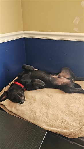 Introducing Storm: Our Energetic Mastador!