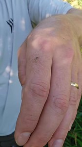 5.9K views · 289 reactions | Foraging a natural insect repellent called Yarrow #bugrepellent #outdoors #selfreliance #foraging #medicinalplants #survival #bushcraft #reels | Bushcraft Life | Facebook