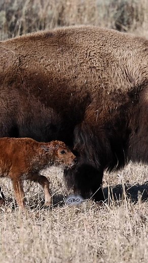Adorable Bison Calf Discovering Milk Source | Good Bull Guided