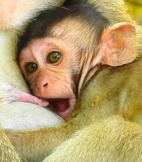 #cutemonkey | Cute Monkey