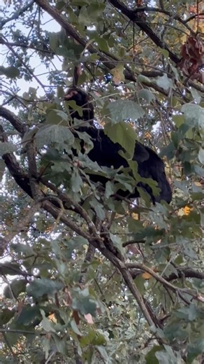 My chickens have decided that they want to perch anywhere at night, the arbor over my front gate and yes, it’s a mess underneath. The tree, it’s a small tree, next to the gate usually holds up to 10 chickens at night. Don’t know how it’s doing it. And now Anakin, the little black hand has decided that she would much prefer to stay in the oak tree which most of the rest of them can’t even get to. I’m very impressed with her actually. | Library Chicken Lady