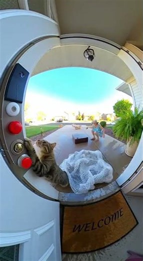 cat pull on the emergency button🚫🚨