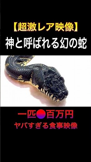 神と呼ばれる幻の蛇の食事映像を公開します... #shorts #snake #捕食シーン #爬虫類