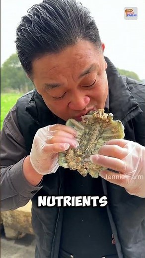 Softshell turtles farming