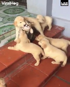 The most patient cat on the planet 😂🐈 | LADbible