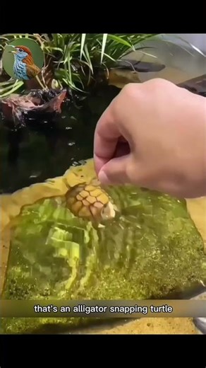 Various types of turtles 01