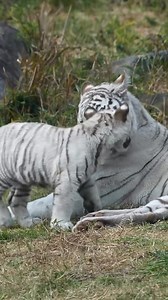 314K views · 17K reactions | The white tiger, though it holds no...