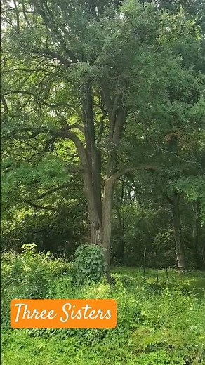 Cedar Elm, a Native Texas Tree #nature