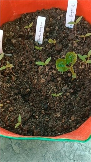 Mere Tricks Se Seed Ka Fast Germination 🌱.#farming #garden #cute #agriculture #gardening #facts