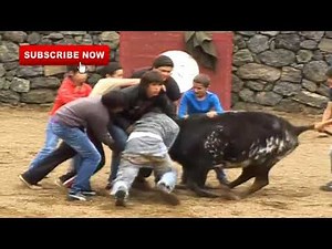 Dangerous bull attack