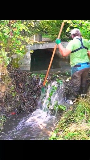 Manual Beaver Dam Removal And Unclogging Culvert | The Video Corner