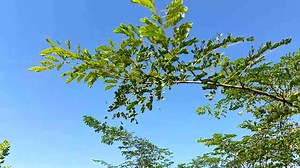 Another #Bloomerang of the beautiful Caesalpinia ferrea or Leopard Tree! Also known as the Brazilian Ironwood, this evergreen is known for its high quality wood. With a broad, flat-topped crown, the Caesalpinia ferrea has beautifully patterned bark making it a desirable ornamental tree. | Just Trees