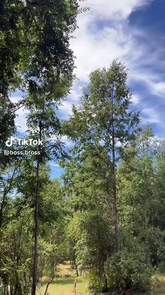 Boss Bross (@boss.bross) adlı kullanıcının оригинальный звук - FML ile oluşturduğu videoları