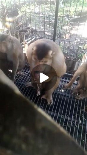 Baby Monkey | Caged monkey with its baby in desperate times #monkey #babymonkey #monkeys #babymonkeys #animal #animals #nature #wildanimals #wildlife | Instagram