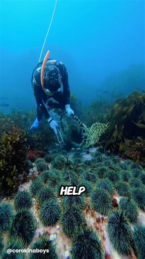 This Underwater Teamwork Is Incredible 🐠