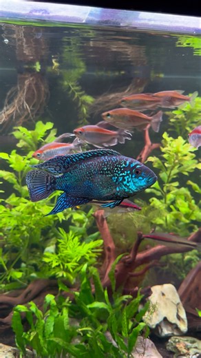 My Aquarium Has Never Looked This Good #plantedaquarium #plantedtank #aquascape
