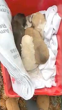 Six Tiny Lives Saved by Determined Rescuers in a Story of Strength and Compassion