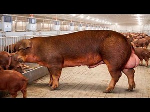 Duroc pig breed 🤯 characteristics, management and advantages of raising them