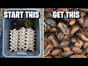 How to Breed Dubia Roaches