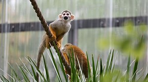Do you know the difference between a monkey and an ape? Find out in this video celebrating Monkey Day! | Phoenix Zoo