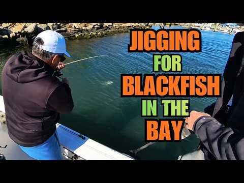JIGGING FOR BLACKFISH IN THE BAY
