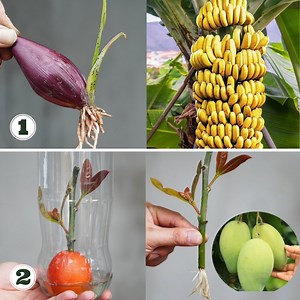 1M views · 29K reactions | Tips for Growing Bananas and Mangoes with 100% Success | DIY Balcony Garden | Facebook