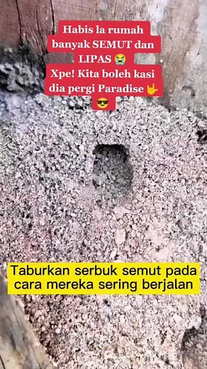 Kasi SEMUT dan LIPAS pergi PARADISE je la 😎🤟#ants #antskiller #ant #antkiller #antkiller🐜💯 #antkillers #antpowder #semut #semutvilmei #semutmerah #semuthitam #semuthijau🐜 #serbuk #cockroach #cockroch #cockrochs #cockroches #cockroche🦗#cockroac #cockroacg #crockroach🦗#cockroack #cockroachkiller #lipas #lipasterbang #lipas