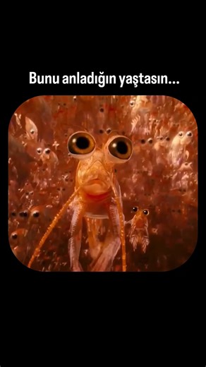 @1cizgix on Instagram: "Mumble bu filmde, değişen Antarktika’da dostluk, dayanışma ve cesaretin önemini hatırlatıyor. Renkli müzikler ve eğlenceli anlarla hem çocuklara hem büyüklere sıcak bir hikâye sunuyor. ⭐ IMDb: 5.9 Film adı : Happy Feet 2 Nereden İzlenir : Google TV - Apple TV #HappyFeet2 #AnimasyonFilmi #AileceIzlenir #Dostluk #EglenceliFilm"