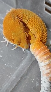 18K views · 120 reactions | Male leopard gecko depositing his hemipenis after mating  | Modern DNAsaurs | Facebook