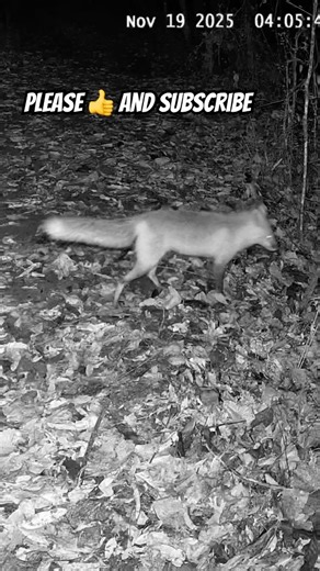 Fox Caught on Trail Cam at Night! 🦊 | Jelly Roll Sound | Must-See Wildlife Footage #shorts