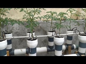 “Cheap & Easy Hydroponic Dutch Bucket System for Mini Tomatoes – Recycled Bottles Edition”